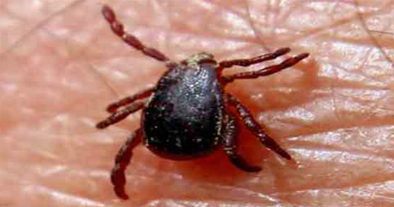 congo fever
