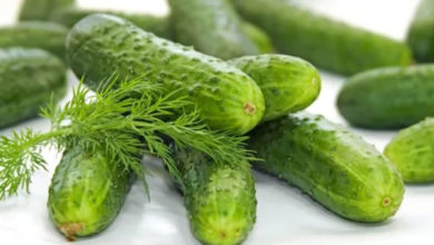 cucumber