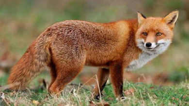 fox