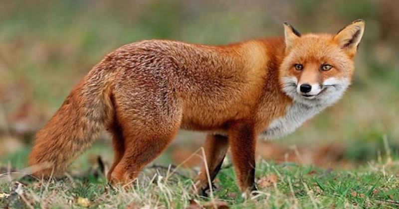 fox