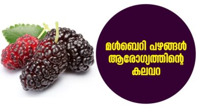 MULBERRY-FRUITS