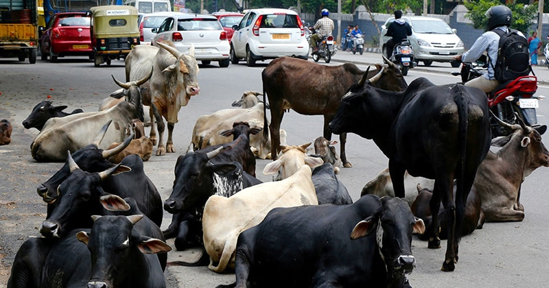 STRAY COWS