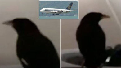 bird in singapore airlines