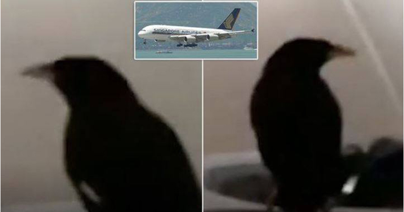 bird in singapore airlines