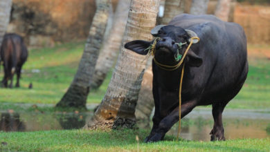 buffalo angry