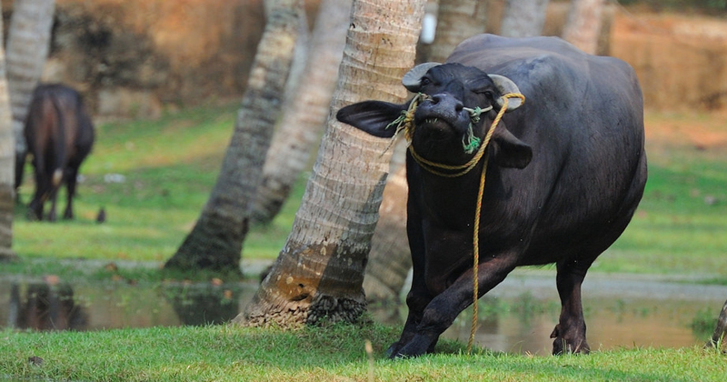 buffalo angry