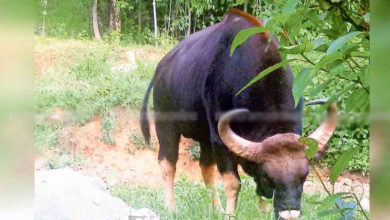 GAUR