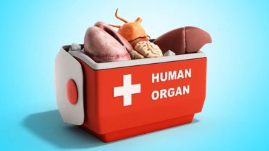 Human Organ