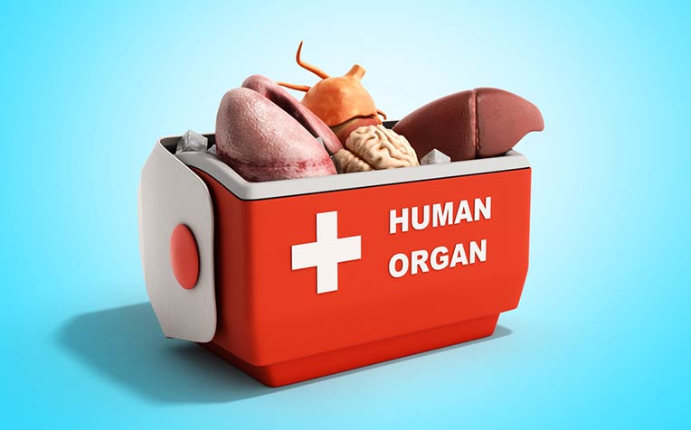 Human Organ