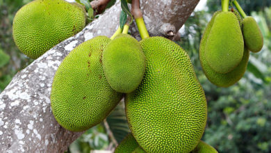 JACK FRUIT