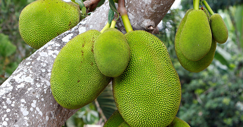 JACK FRUIT