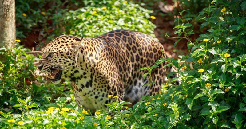 Leopard