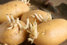 POTATO