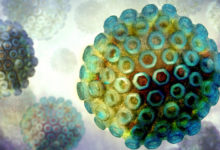 Rift valley virus