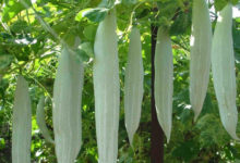 snake gourd copy