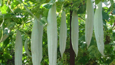 snake gourd copy