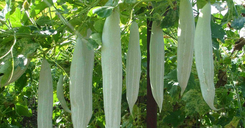 snake gourd copy