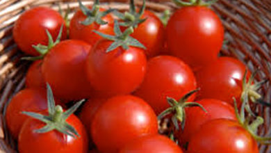 tomato