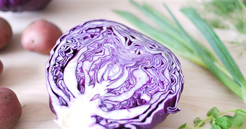 violet cabbage