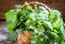 coriander leaves