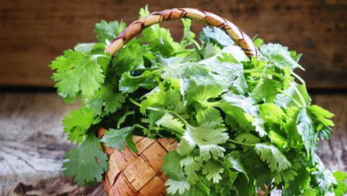 coriander leaves