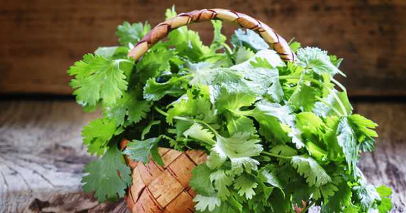 coriander leaves