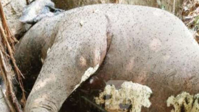 elephant