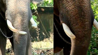 elephant tusk cut off