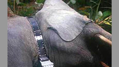 GPS ON ELEPHANT