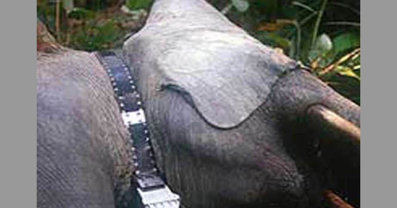 GPS ON ELEPHANT