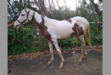 horse fell in to well