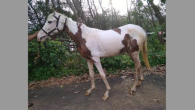 horse fell in to well