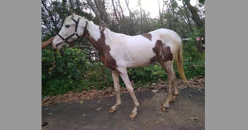 horse fell in to well