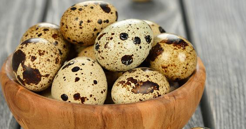 quails egg