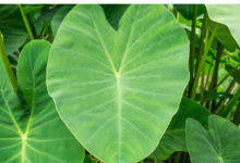 Taro leaves