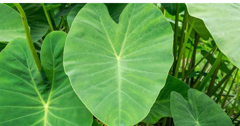 Taro leaves