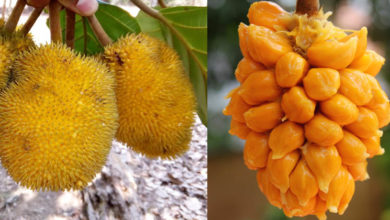 anjili fruit