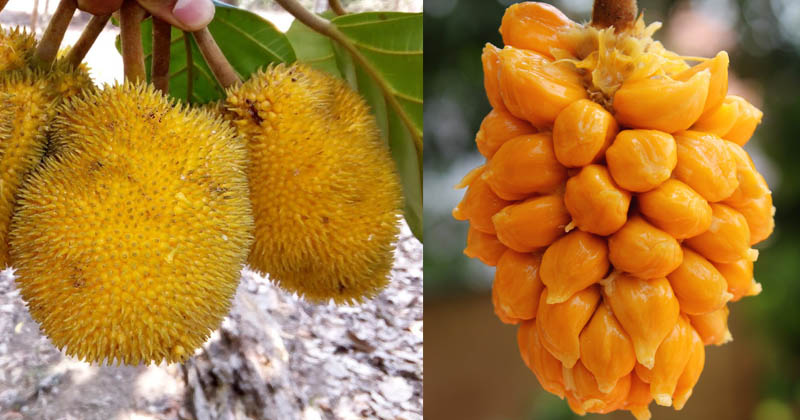 anjili fruit