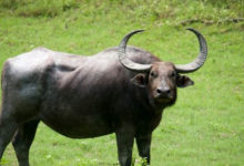 buffalo attack