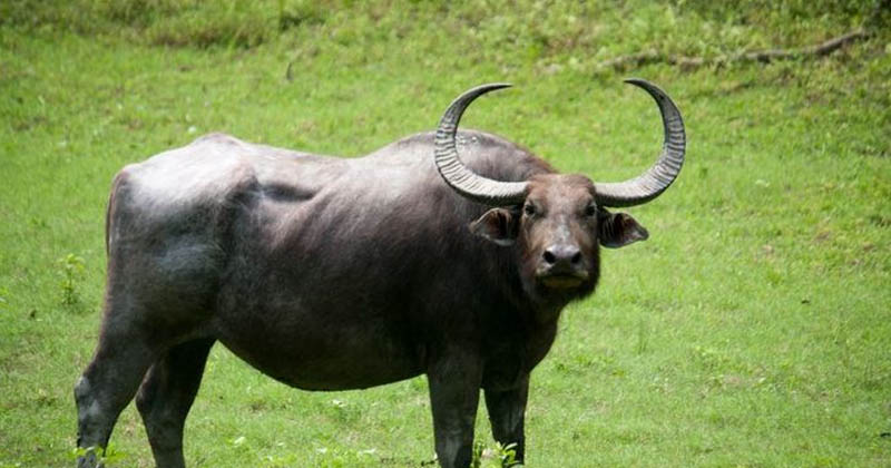 buffalo attack
