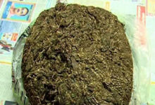 ganja
