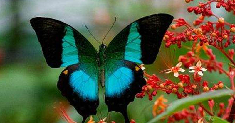 state butterfly budhamayoori
