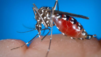 west nile fever