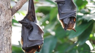 Flying Foxes Tropical Bat nipah