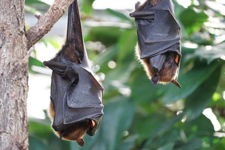 Flying Foxes Tropical Bat nipah