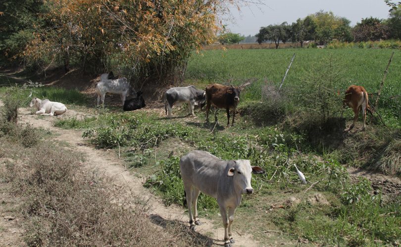 Stray Cows