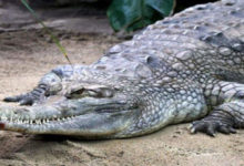 crocodile
