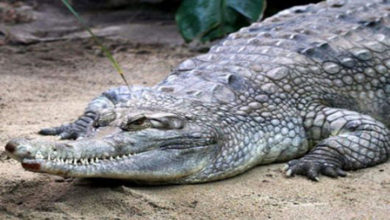 crocodile