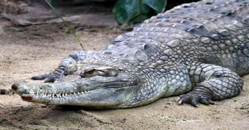 crocodile