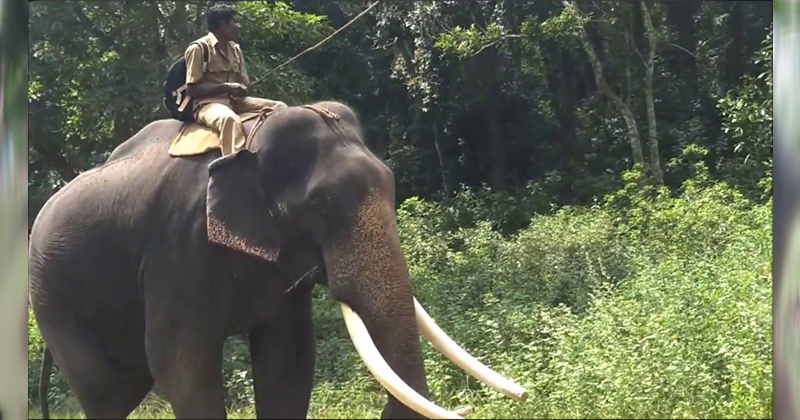 kumki wayanad